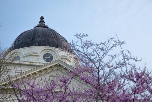 The dome of Academic Hall near a blooming tree in spring.