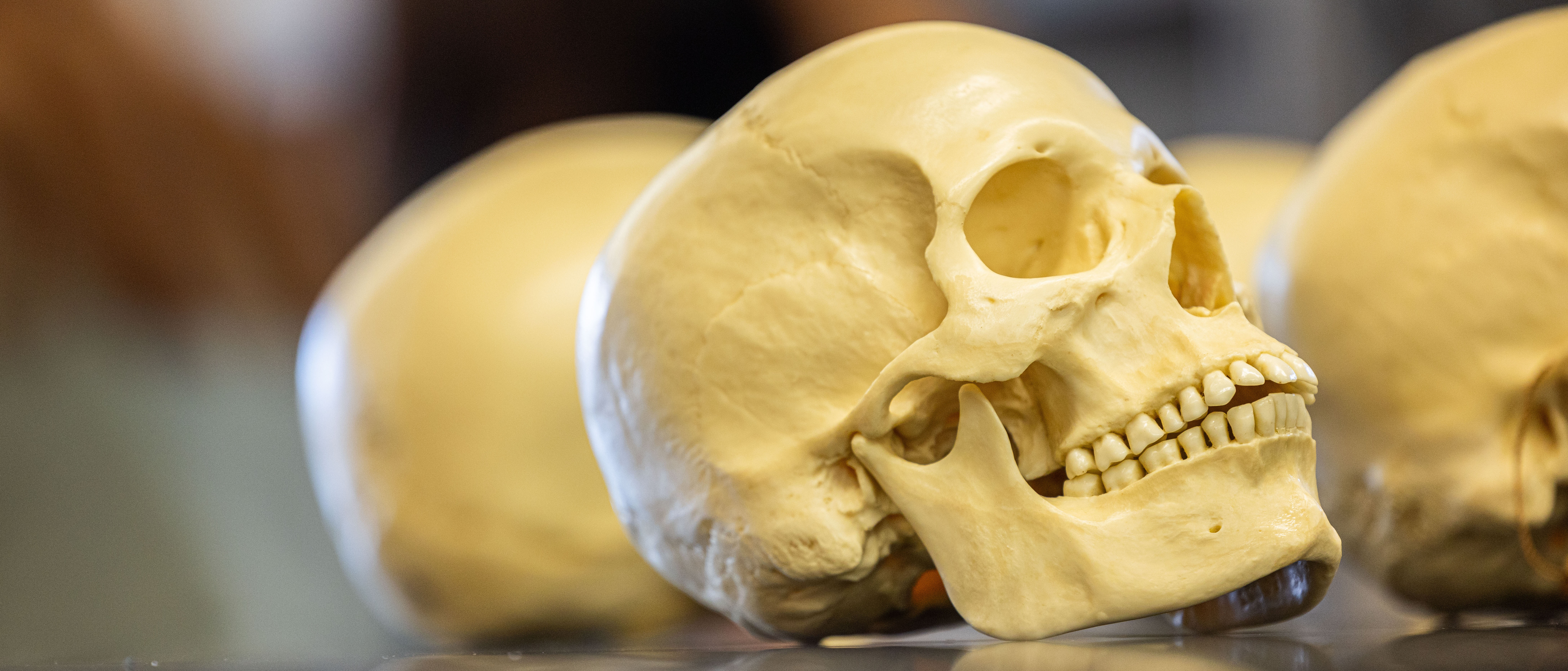 Skulls on a table during a lab for ba in anthropology. 