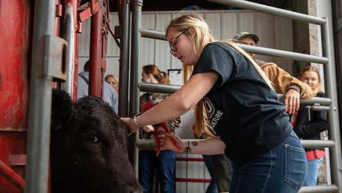 A student in the pre vet program at semo is examining a cow. 