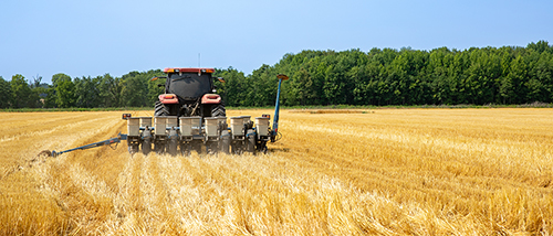 ag degree Students stand with their professor in front of a corn field ready to be harvested.