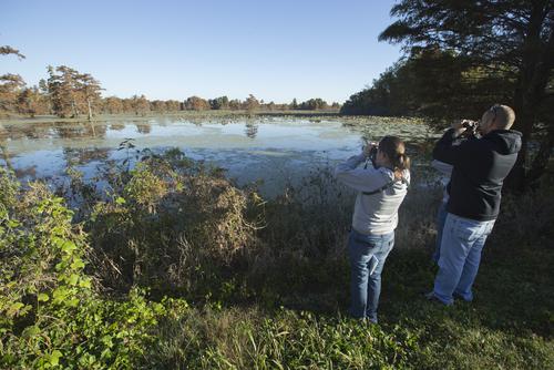 Biology students observe aquatic life in the wetlands.