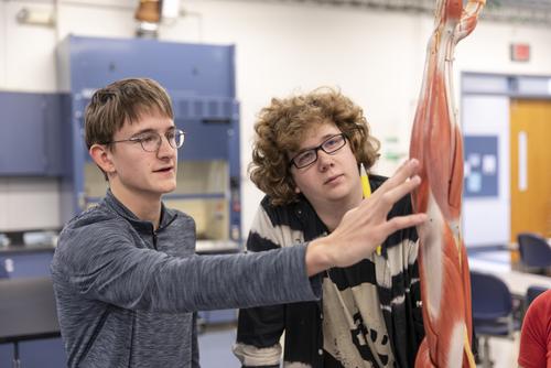 Two students study a muscular skeleton