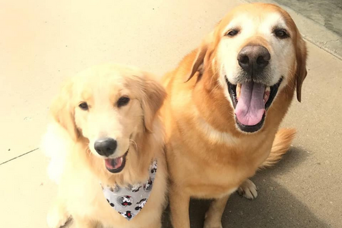Two golden dogs look happily at the camera.