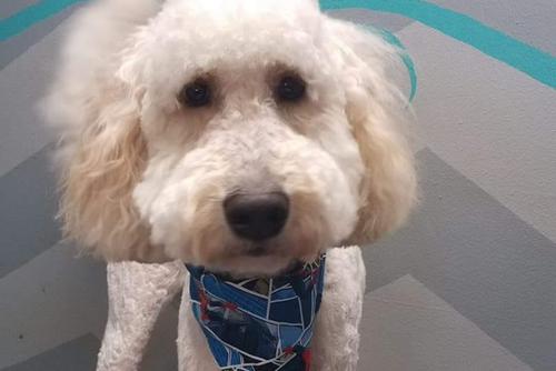 A fluffy-haired dog waits for its owner to take a photo.