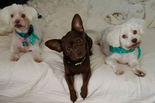 Two white dogs and one brown dog lay on a bed and curiously look into the camera.