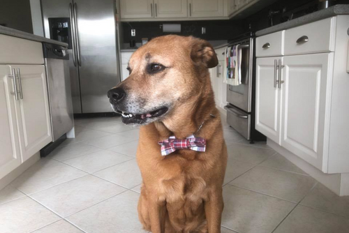 A brown dog seriously looks off into the distance for a photo.
