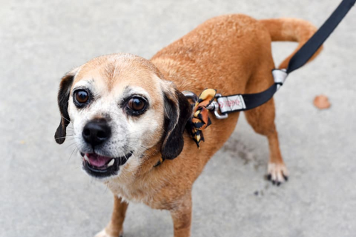 A brown dog on a leash stands on the pavement.