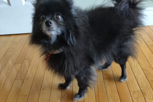 A small fluffy black dog stands on a wooden floor