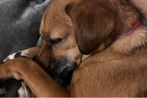 A brown dog snuggles in for a nap.