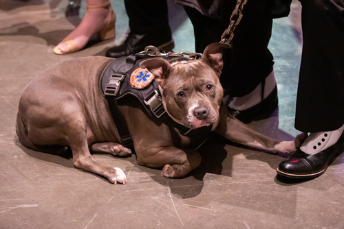 A service dog wears a vest and is ready to accompany a SEMO graduate across the stage.