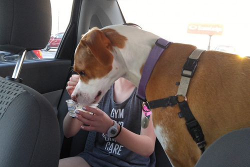 A dog indulges in a sweet treat with a child in the backseat of a car.