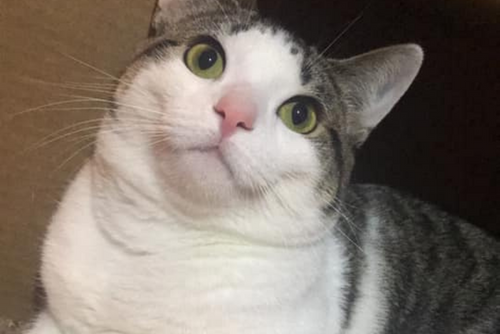 A cat looks up at the camera.