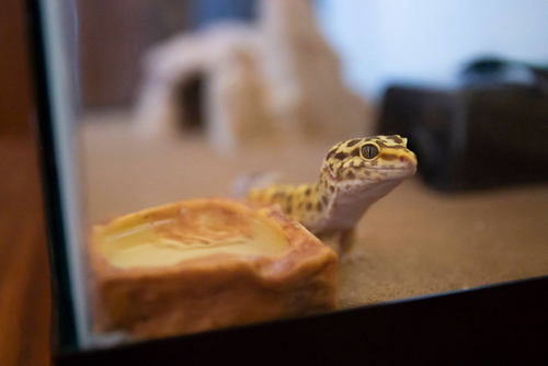 A leopard gecko looks out from its tank.