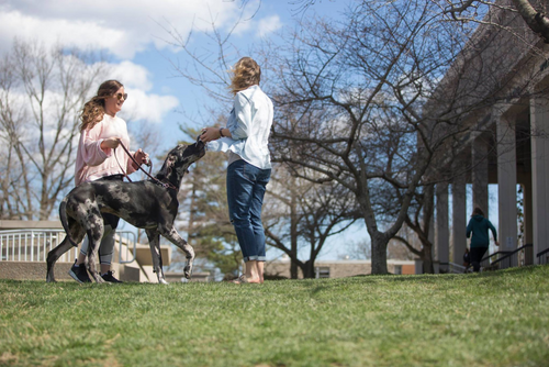 A great dane walks around the SEMO campus with its owner and makes a new human friend.
