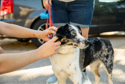 A dog's owner puts on its collar and the dog looks to the side.