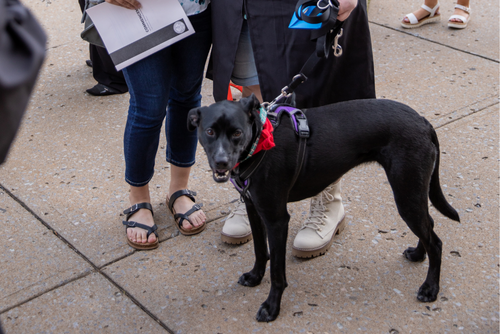 A black dog in a harness stands outside with a crowd of people.