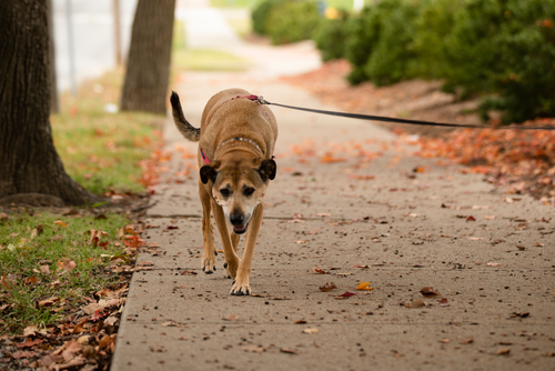 A dog on a leash walks on the sidewalk near fall leaves.