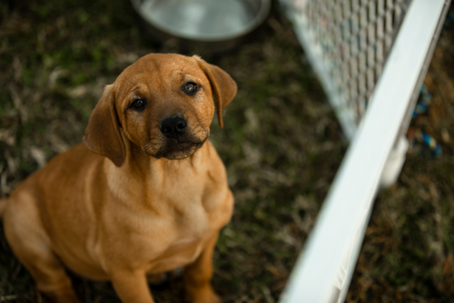 A small brown puppy sits and looks into the camera for a photo.