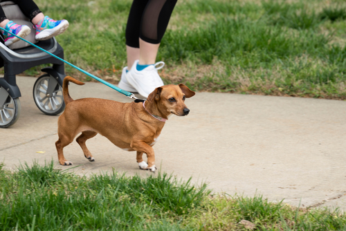 A dog is being walked on the SEMO campus.