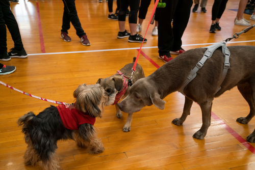 Three dogs on leashes meet on a basketball court and sniff their new friends.