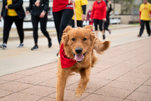 A photogenic golden retriever walks on the SEMO campus wearing a red shirt.