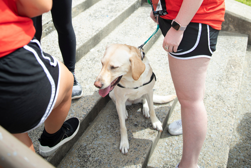 A Labrador Retriever sits on stone steps with its owner on a sunny day.
