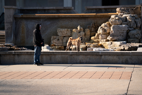 A dog and its owner stand on the side of the Stroup Fountain in front of Kent Library.