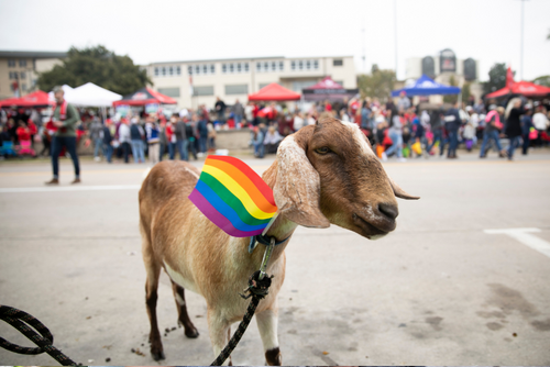 A goat wearing a rainbow pride flag walks down Broadway Street during the Homecoming Parade.