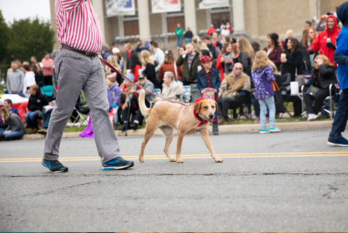 A dog wearing a red bandana walks past the Wehking Alumni Center in the SEMO Homecoming Parade.