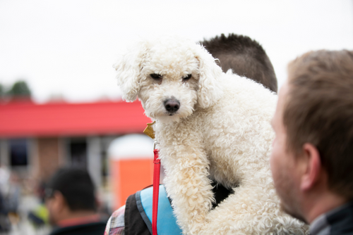 A fluffy white dog is held up by it owner to get a better view of the Homecoming Parade.