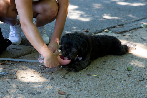 A pet owner kneels to give their small black dog a drink of water while out for a walk.