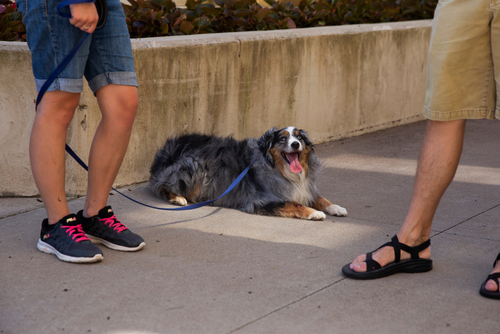An australian shephard takes a break from its walk on the SEMO campus and lays down in the shade.