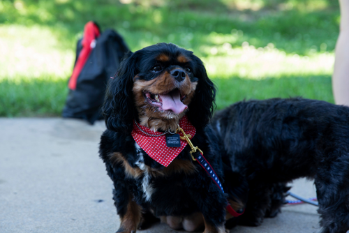 A short black and brown dog with a red bandana takes a break from its walk outside at SEMO.