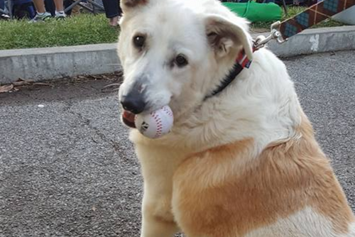 A white dog holds a baseball in its moth and looks at the camera.