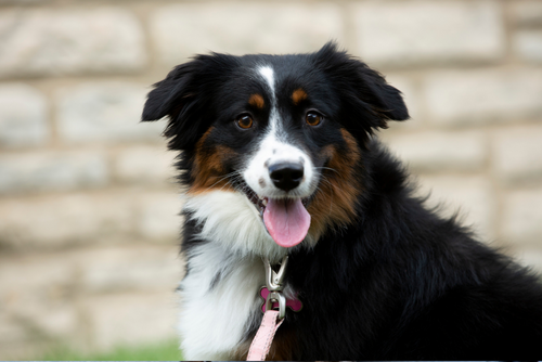 A dog looks toward the camera with its tongue out.
