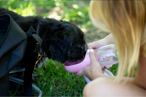 A black dog drinks water from a pink bottle given by its owner.