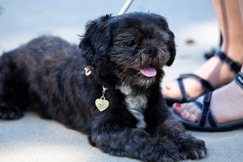 A black dog rests on the ground outside.