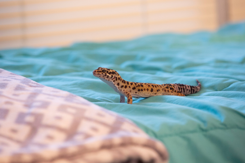 A leopard gecko sits on a blue bed spread in a residence hall.