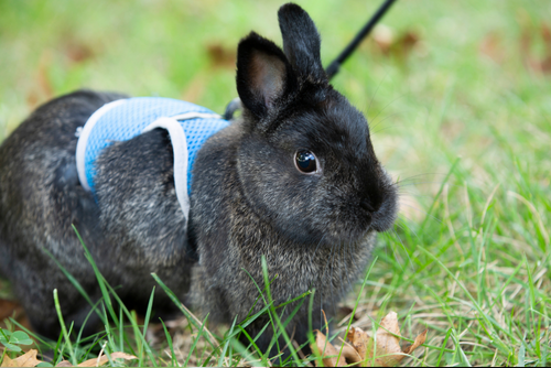 A black and grey bunny sits outside in the grass wearing a harness.
