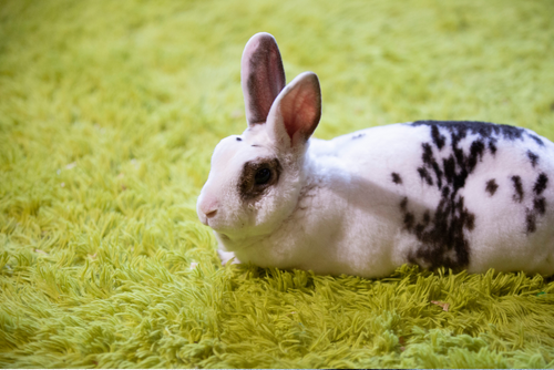 A black and white speckled bunny sits on a green rug.