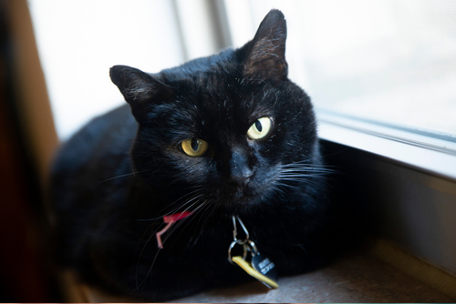 A black cat sits inside next to a well lit window.
