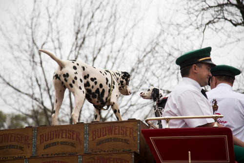 Two Dalmatians sit on top of a Budweiser branded carriage.
