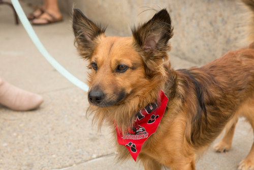 A short brown corgi wears a red bandana outside.