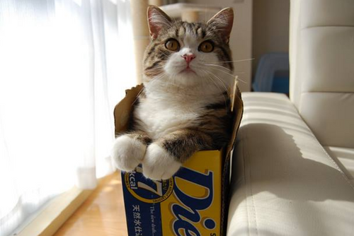 A cat lounges in a box and looks at the camera.