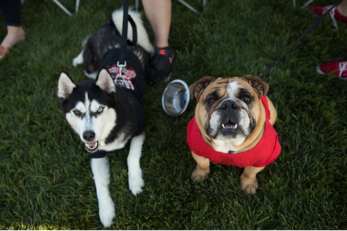 A bulldog and a husky dressed in red and black SEMO gear sit on the grass and look up at the camera overhead.