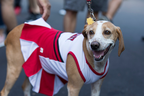 A happy dog wears a SEMO cheer outfit complete with a shirt and skirt for the Homecoming celebration.