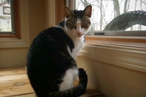A black and white cat sits next to a window.