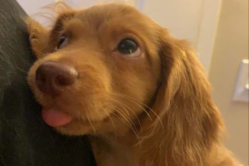 A brown puppy sticks out its tongue and looks up at its owner.