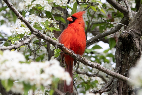 A red cardinal sits in a snowy tree.