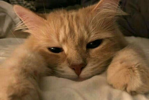 A sleepy orange cat stares at the camera.